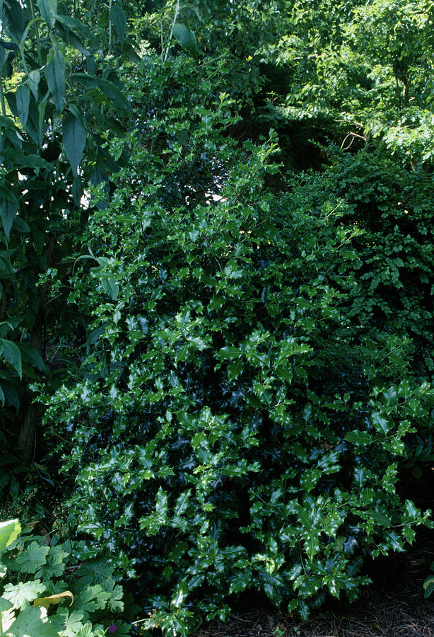 Ilex Aquifolium alaska holly In Semi-shade Photograph by Noun
