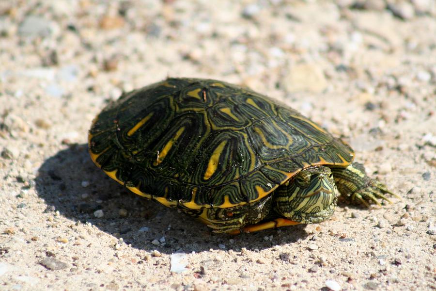 Illinois Turtle Photograph by Roger Look - Fine Art America