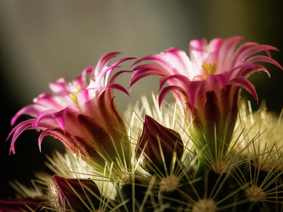 Illuminated Cactus Flowers Photograph by Silvia Marcoschamer