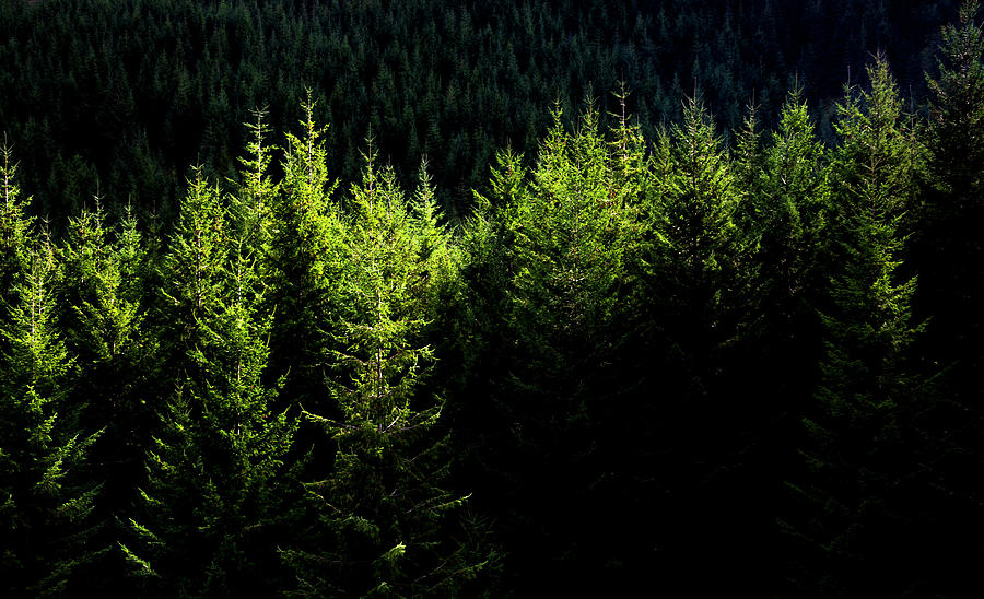 Illuminated Evergreens Photograph