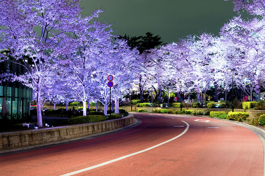Illuminated Sakura Road Photograph by H.noritake