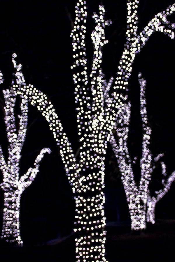 Illuminated Trees Photograph by Amy Sorvillo - Fine Art America