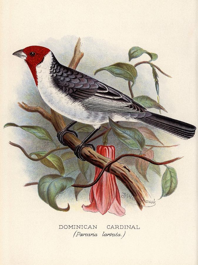 Illustration by by Frederick William Frohawk Foreign Finches in Captivity, 1899. Painting by Album