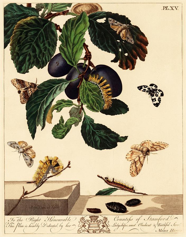 illustration by Moses Harris from The Aurelian, a Natural History of English Moths and Butterfli... Drawing by Album