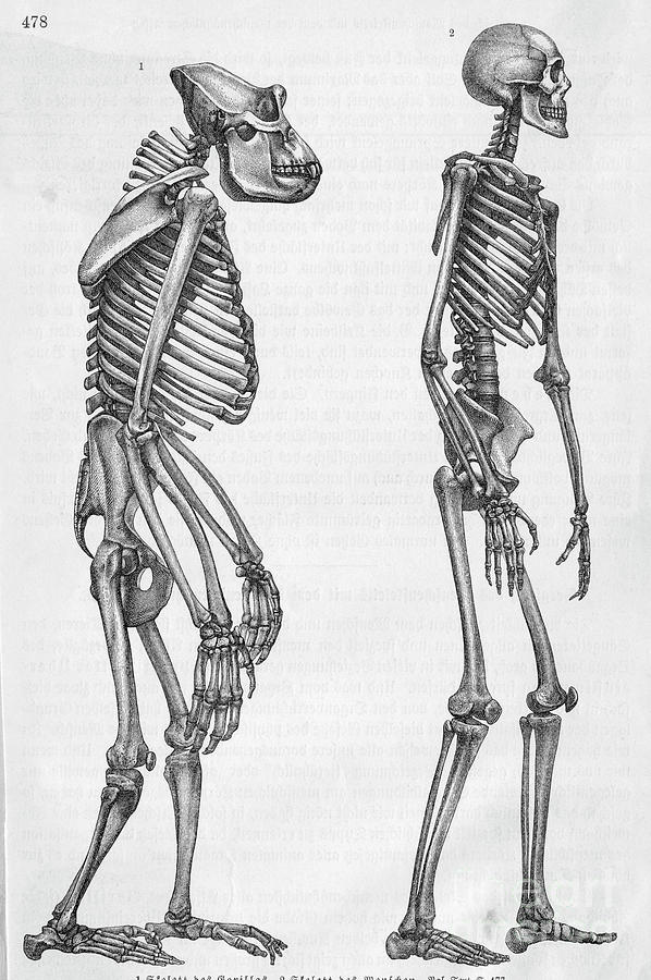 Illustration Depicting Skeleton Photograph by Bettmann