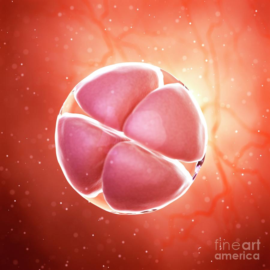 Illustration Of A 4 Cell Stage Embryo Photograph by Sebastian Kaulitzki ...