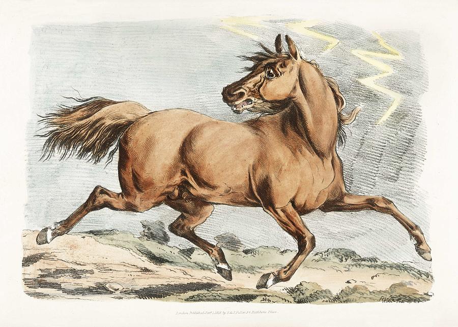 Illustration Of A Brown Horse Running From Sporting Sketches  1817-1818  By Henry Alken  1784-1851 Painting