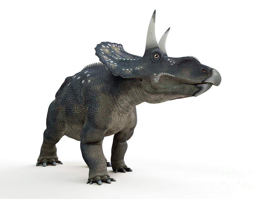 Prehistoric Photograph - Illustration Of A Diceratops by Sebastian Kaulitzki/science Photo Library