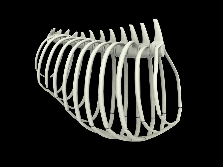 Illustration Of A Dogs Rib Cage Photograph by Stocktrek Images