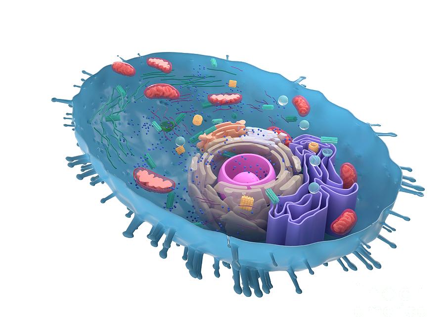 Illustration Of A Human Cell Cross-section Photograph By Sebastian 