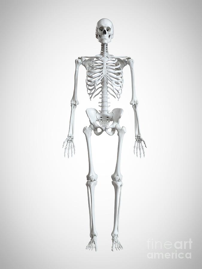 24,800+ Human Skeleton Drawing Stock Photos, Pictures & Royalty-Free Images  - iStock