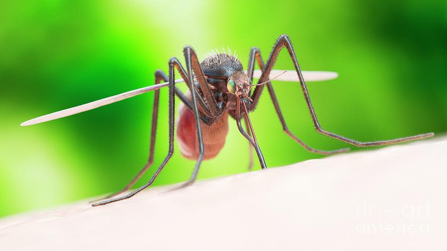 Illustration Of A Mosquito Biting Photograph by Sebastian Kaulitzki ...