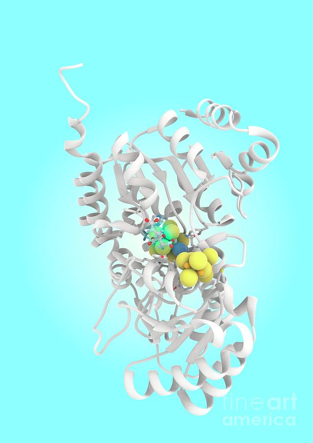 Illustration Of A Nitrogenase Enzyme Photograph by Ramon Andrade 3dciencia/science Photo Library