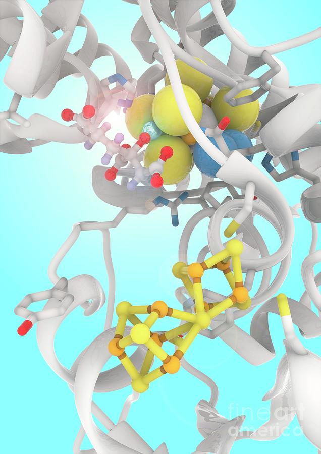Illustration Of A Nitrogenase Enzymes Active Site Photograph by Ramon Andrade 3dciencia/science Photo Library