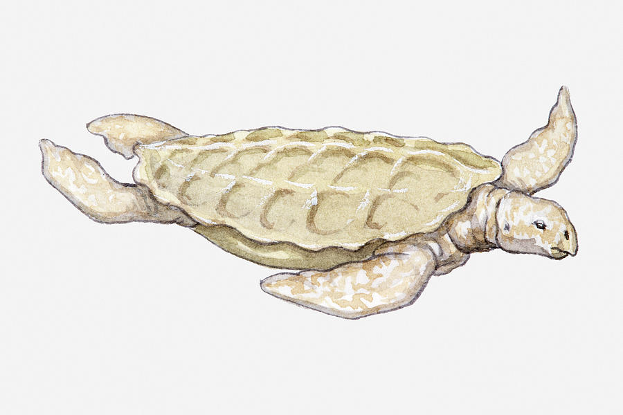 Illustration Of A Prehistoric Turtle Digital Art by Dorling Kindersley