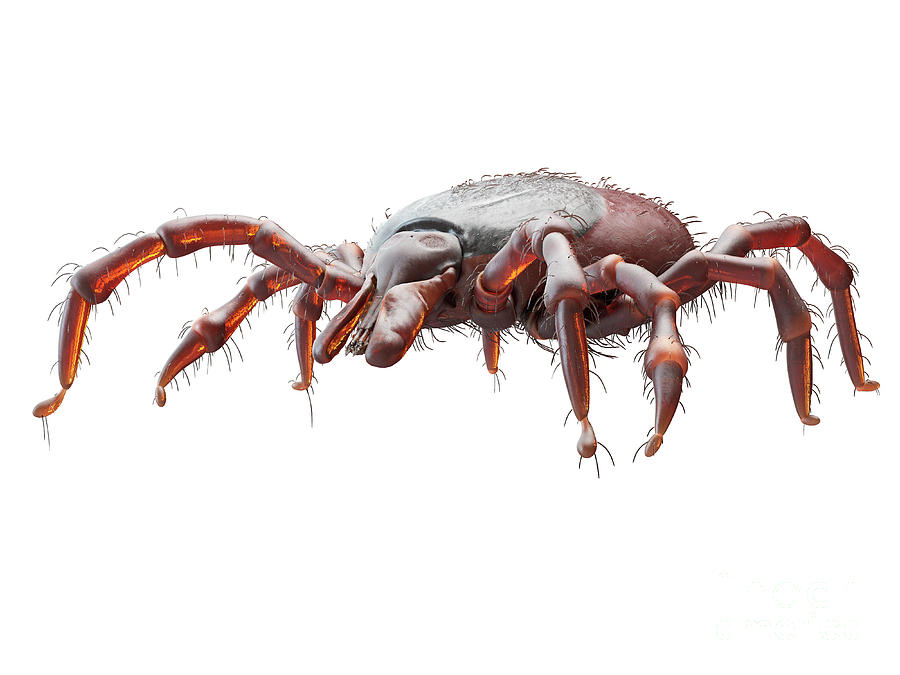 Illustration Of A Tick Photograph by Sebastian Kaulitzki/science Photo ...