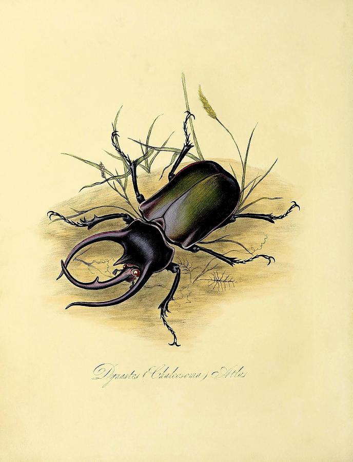 Illustration Of An Atlas Beetle Painting by Science Source