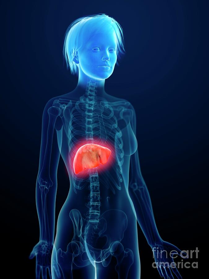 What Is An Inflamed Liver