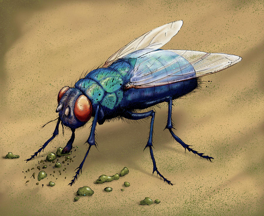 Illustration Of Bluebottle Fly Eating Photograph by Ikon Images