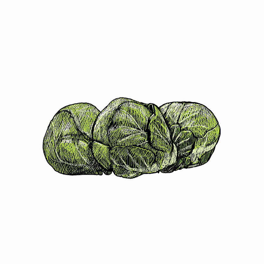 Illustration Of Brussels Sprouts Photograph by Ikon Images