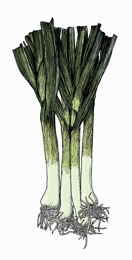 Illustration Of Bunch Of Leeks Photograph by Ikon Images