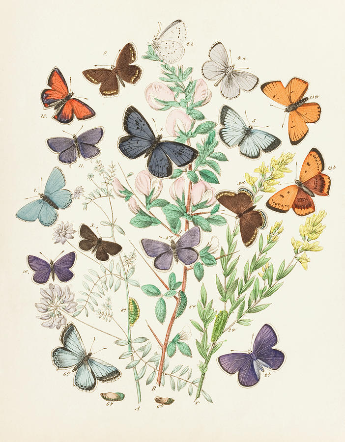 Illustration Of Butterflies And Green Digital Art by Dorling Kindersley