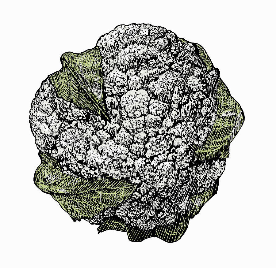 Cauliflower. Hand Drawing of Vegetables. Vector Art Illustration Stock  Vector - Illustration of background, ripe: 119266445