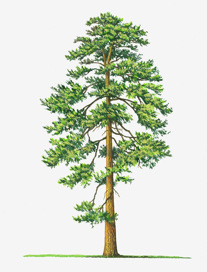 Illustration Of Evergreen Pinus Digital Art by Sue Oldfield
