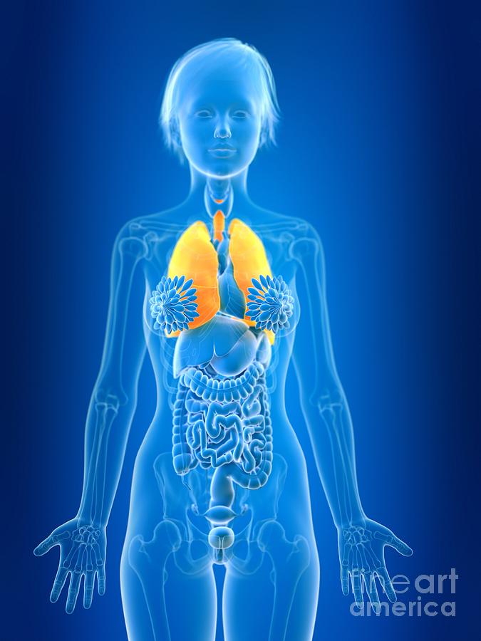 Illustration Of Female Lung Photograph By Sebastian Kaulitzkiscience Photo Library Pixels 0356