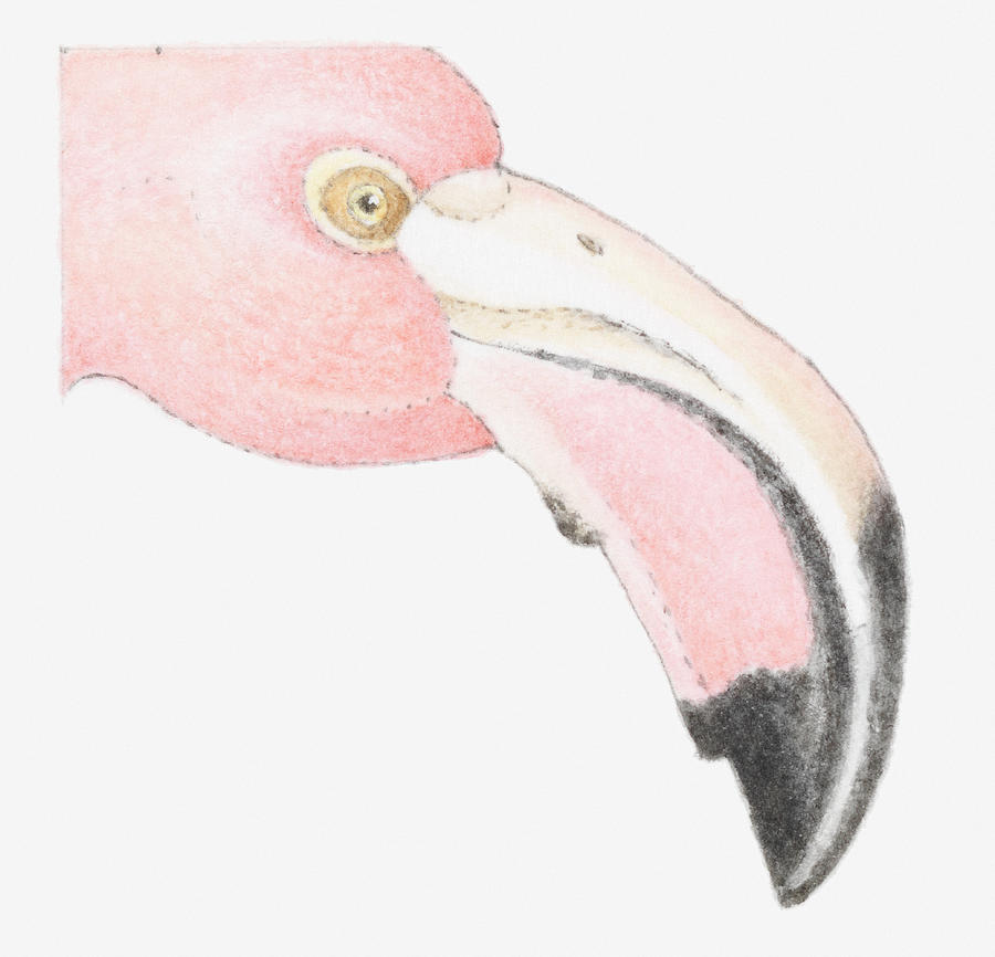 Illustration Of Flamingo Phoenicoparrus Digital Art by Julie Downing And Grahame Corbett