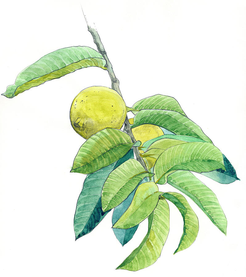 Illustration Of Guava (psidium Guajava). Detail Of Leaves Photograph by Juan Manuel Borrero / Naturepl.com Illustration Of Guava (psidium Guajava). Detail Of Leaves Photograph by Juan Manuel Borrero / Naturepl.com