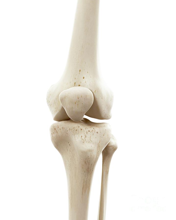 Illustration Of Human Knee Bones Photograph By Sebastian Kaulitzki