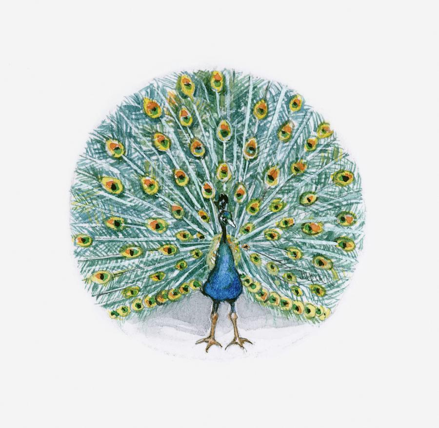 Peacock Digital Art - Illustration Of Indian Peafowl Pavo by Dorling Kindersley