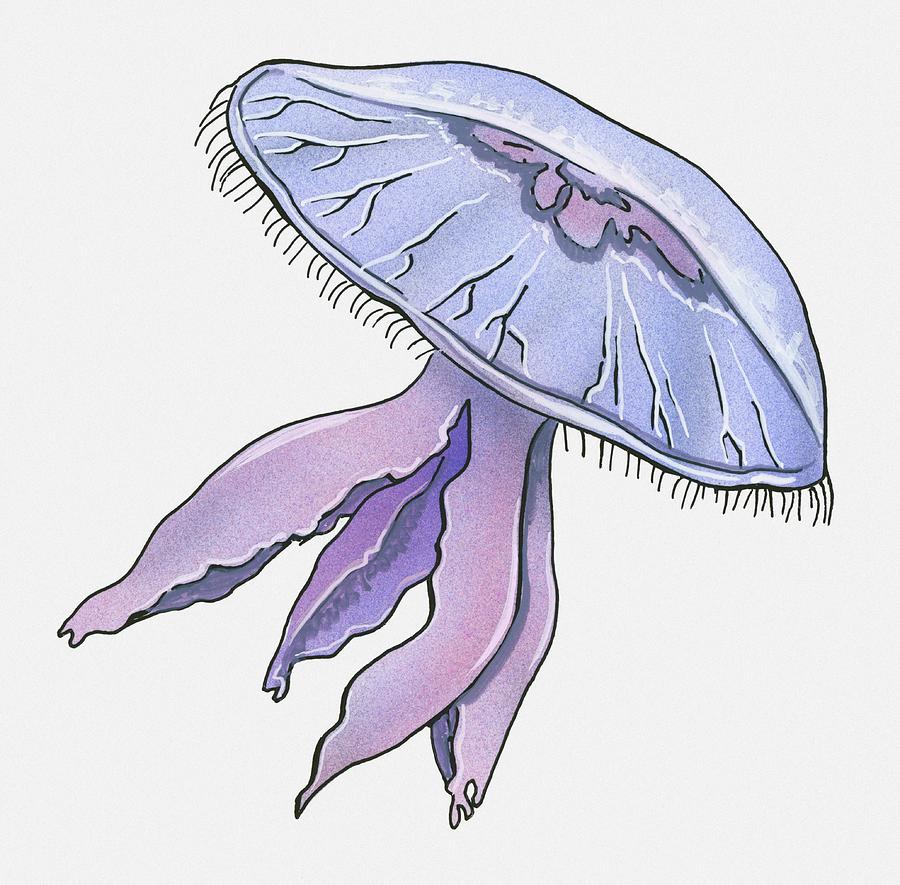 Illustration Of Jellyfish by Dorling Kindersley
