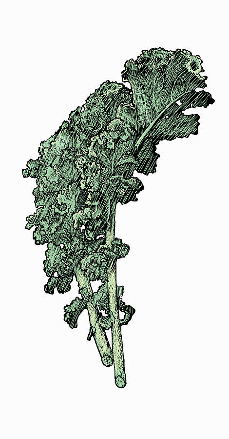 Illustration Of Kale Leaves Photograph by Ikon Images