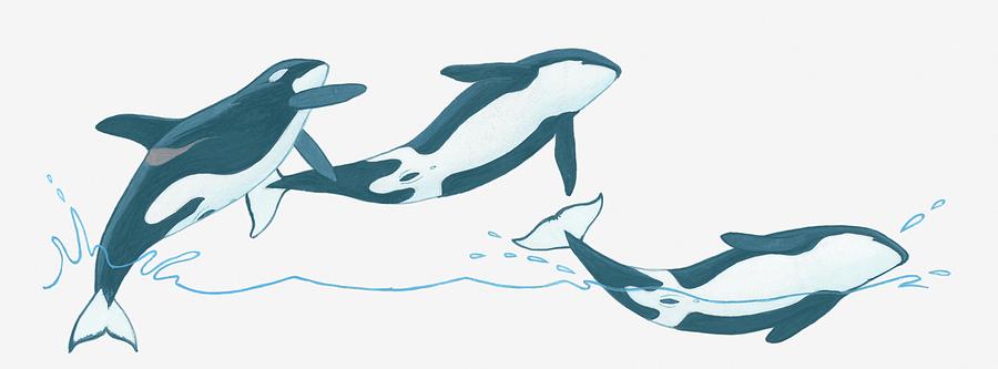 Illustration Of Killer Whales Orcinus Digital Art by Dorling Kindersley