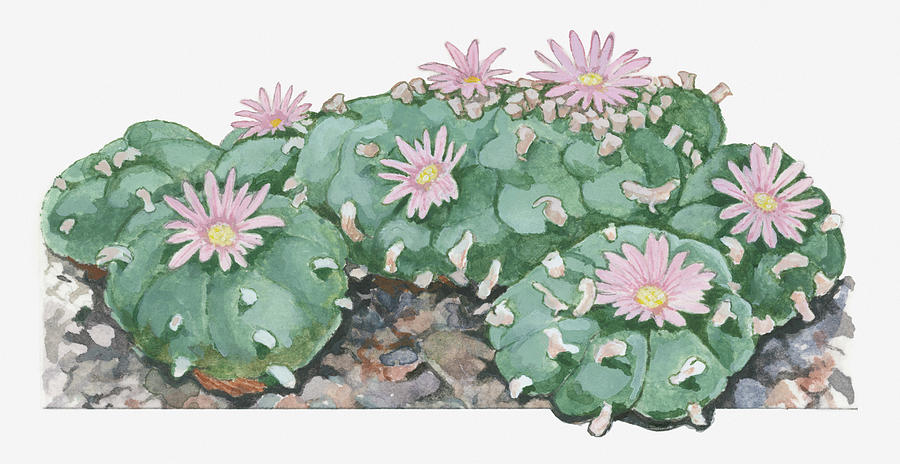 Illustration Of Lophophora Williamsii Digital Art by Dorling Kindersley
