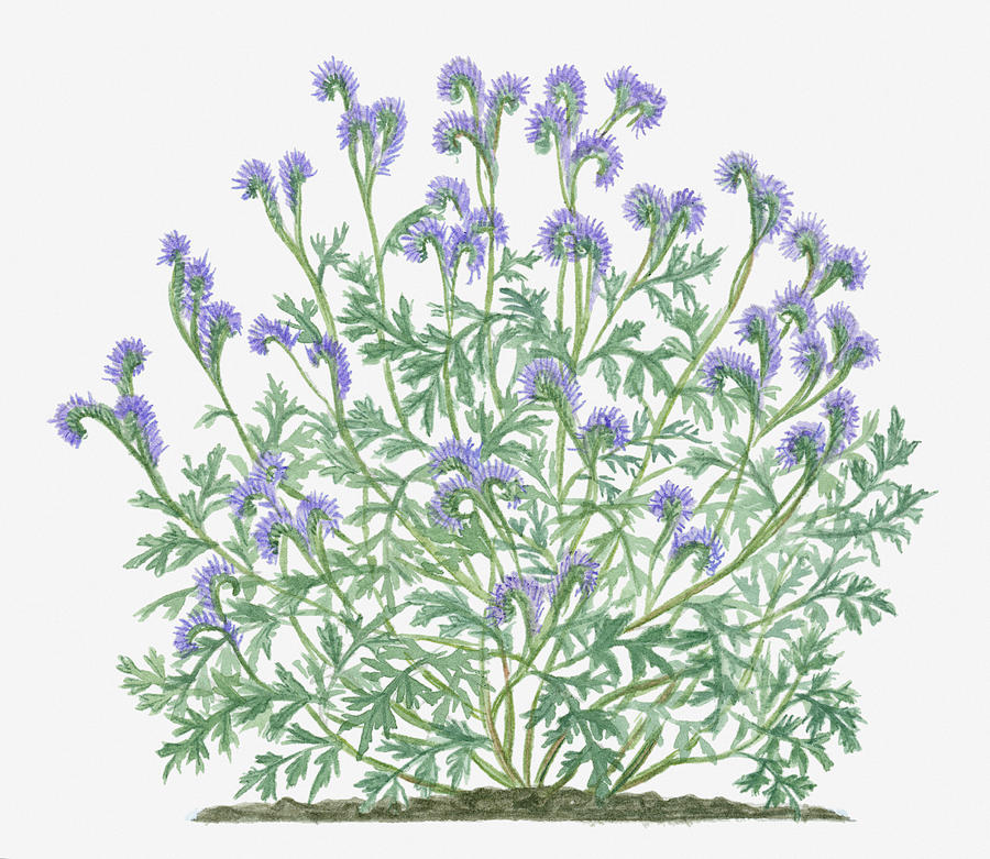 Illustration Of Phacelia Tanacetifolia Digital Art by Valerie Price