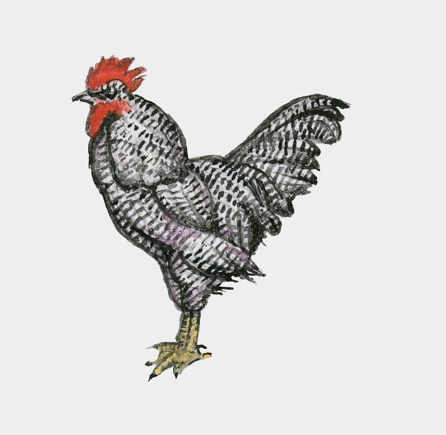 Illustration Of Plymouth Rock Chicken Digital Art by Dorling Kindersley
