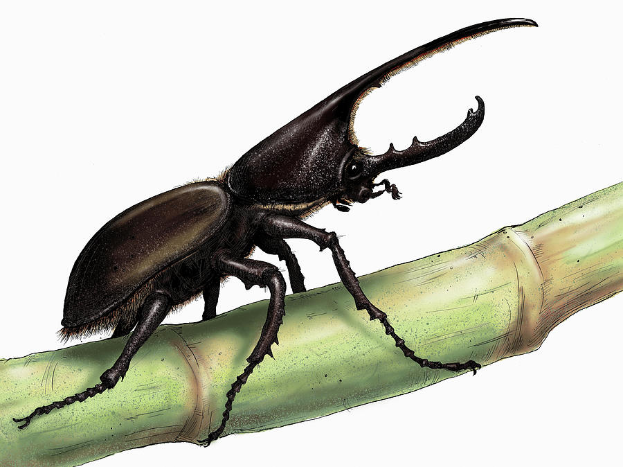 Illustration Of Rhinoceros Beetle Photograph by Ikon Images - Pixels