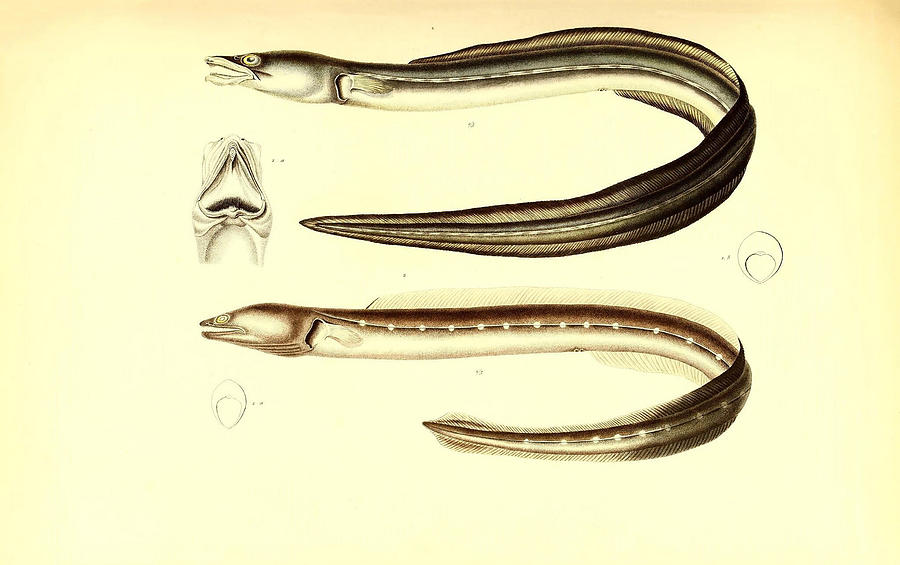 Illustration Of South American Eel Painting by Science Source