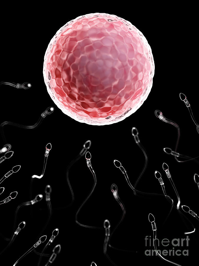 Illustration Of Sperm Fertilizing A Human Egg Photograph by Sebastian ...