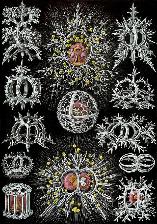 Illustration Of Stephoidea Drawing by Ernst Haeckel