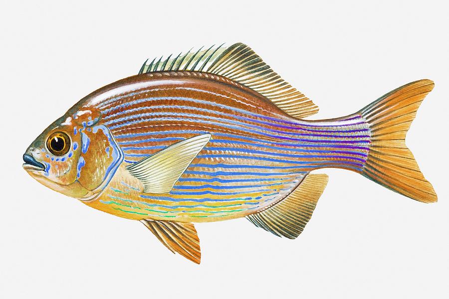 Illustration Of Striped Seaperch Photograph by Dorling Kindersley