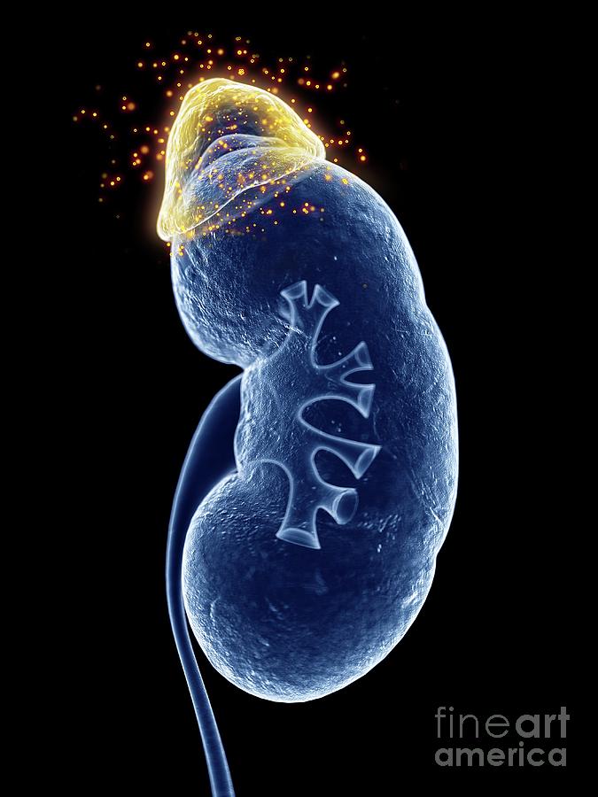 hormones of the adrenal gland hormones of the adrenal gland