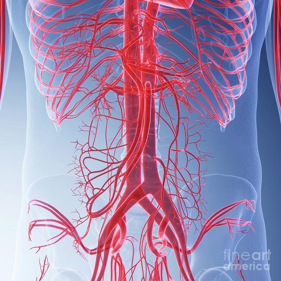 Illustration Of The Blood Vessels Of The Abdomen Photograph by ...