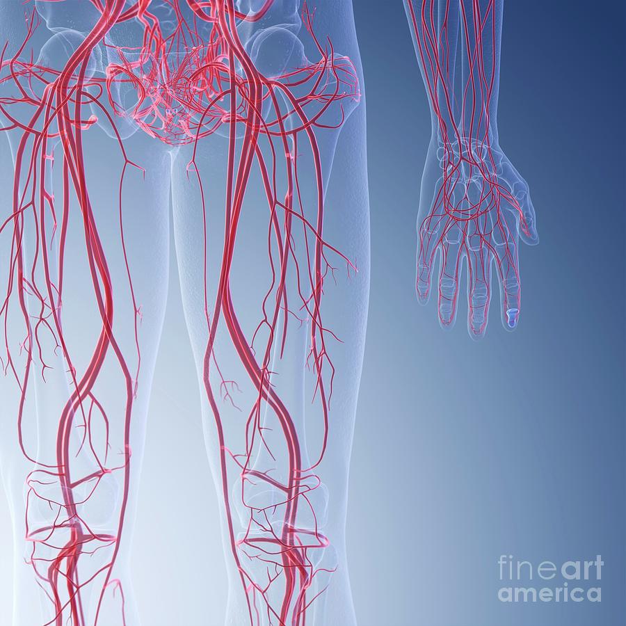 Illustration Of The Blood Vessels Of The Legs Photograph by Sebastian ...