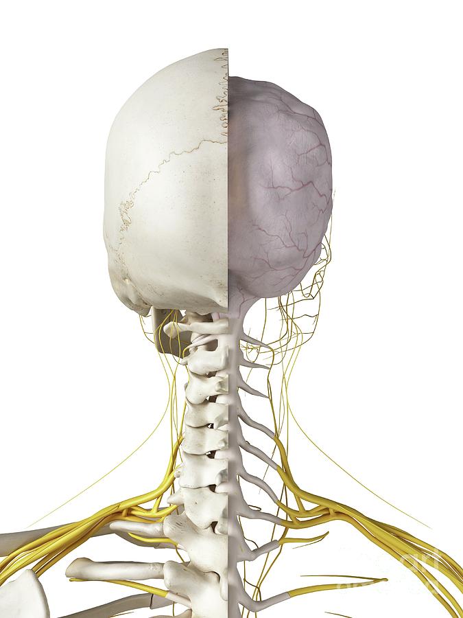 Illustration Of The Brain And Nerves Photograph by Sebastian Kaulitzki ...