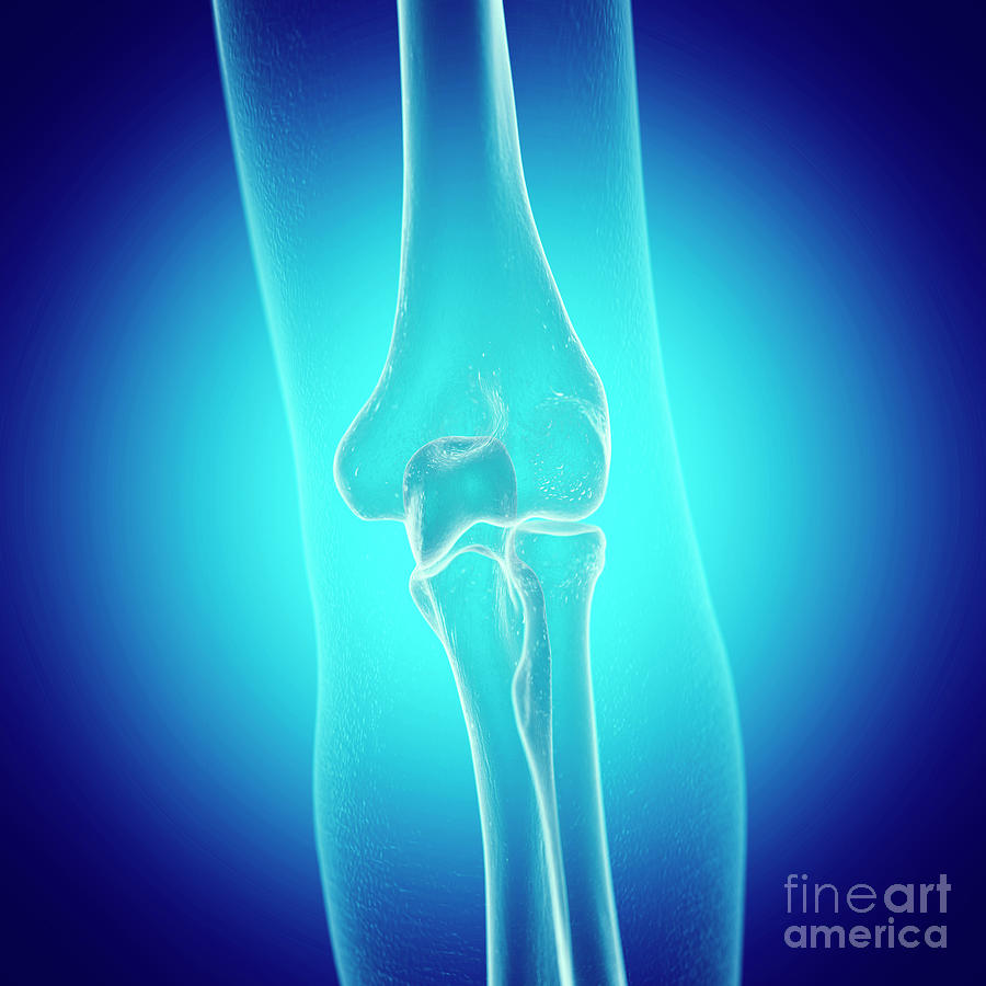 Illustration Of The Elbow Joint Photograph by Sebastian Kaulitzki ...