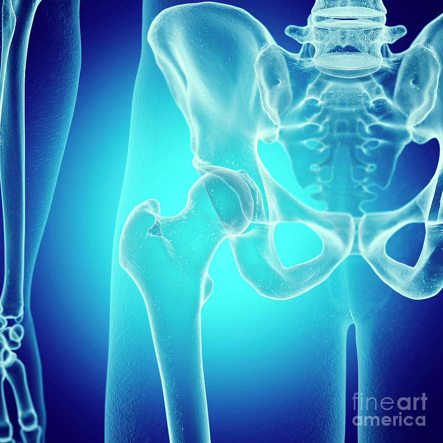 Illustration Of The Hip Bones Photograph By Sebastian Kaulitzki Science